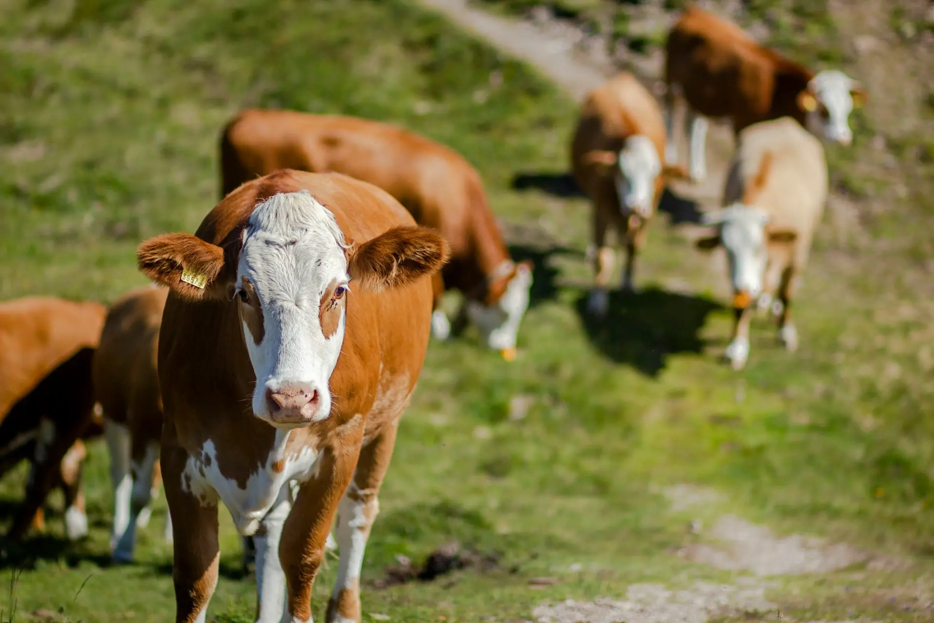 brown and white cow on green grass field during daytime